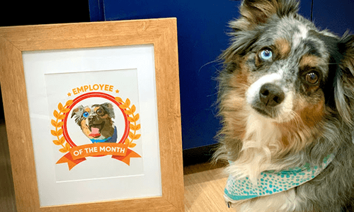 Dog next to employee of the month picture