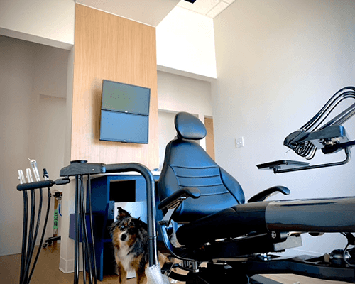 Dog in dental treatment room